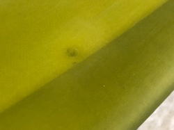 �|���G�X�e�� �f�b�L�� ���C�A�����u���[�X 18_2